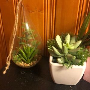 Succulent set